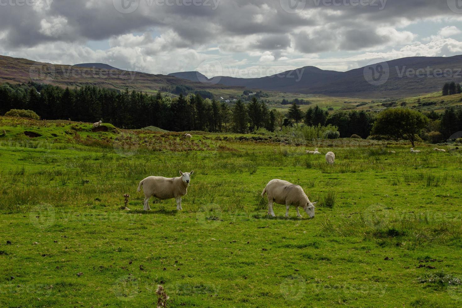 Sheep Pasture in Scotland photo
