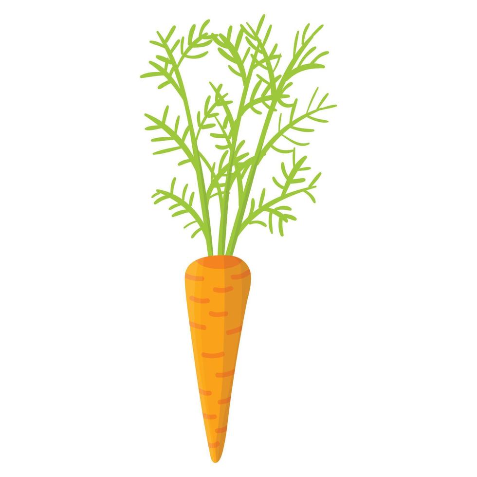 Cute cartoon carrot in flat style isolated on white background. vector