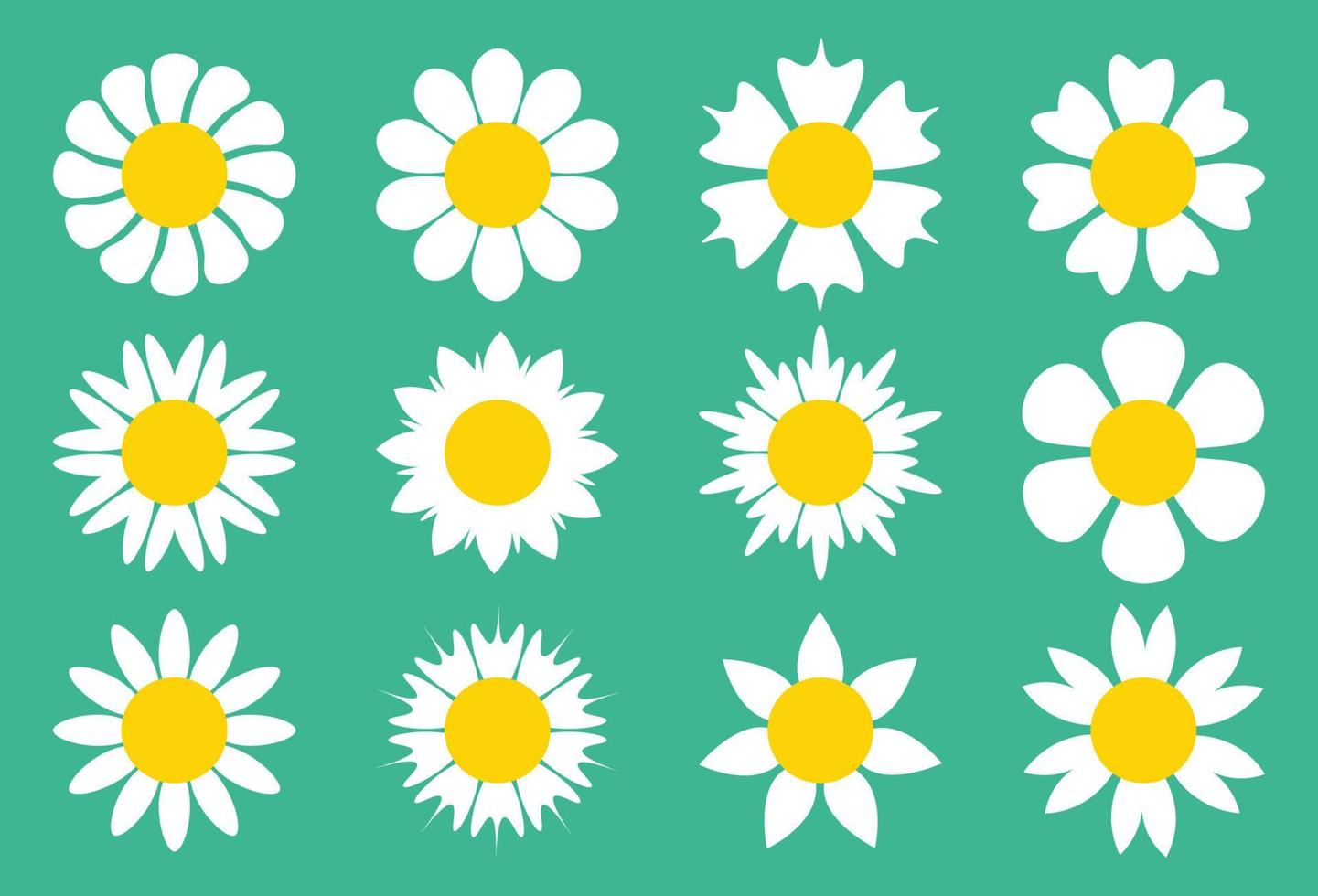 Cute set of simple white daisy flowers in flat cartoon style isolated on white background. Chamomile flowers, Chrysanthemum. vector