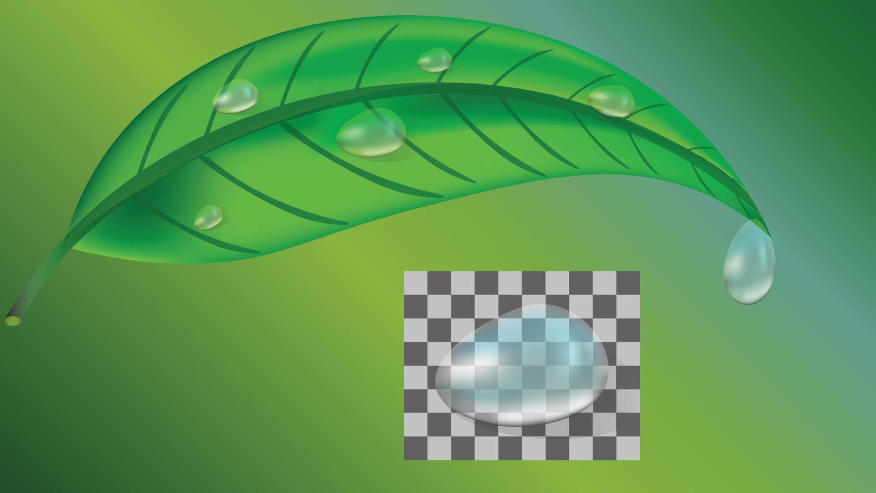 Fresh green leaf of tea, plant with drops of water in 3d realistic style isolated on green background. Drop of dew. vector