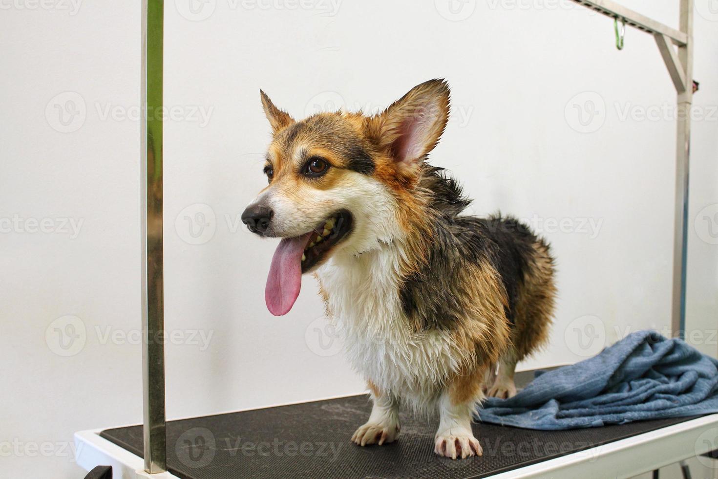 Corgi welsh pembroke dog after washing, bath, shower wrapped in a towel on grooming table in salon. Pet care, clean, wellness, hygiene, procedure, spa concept. Beauty services for animals. Copy space photo