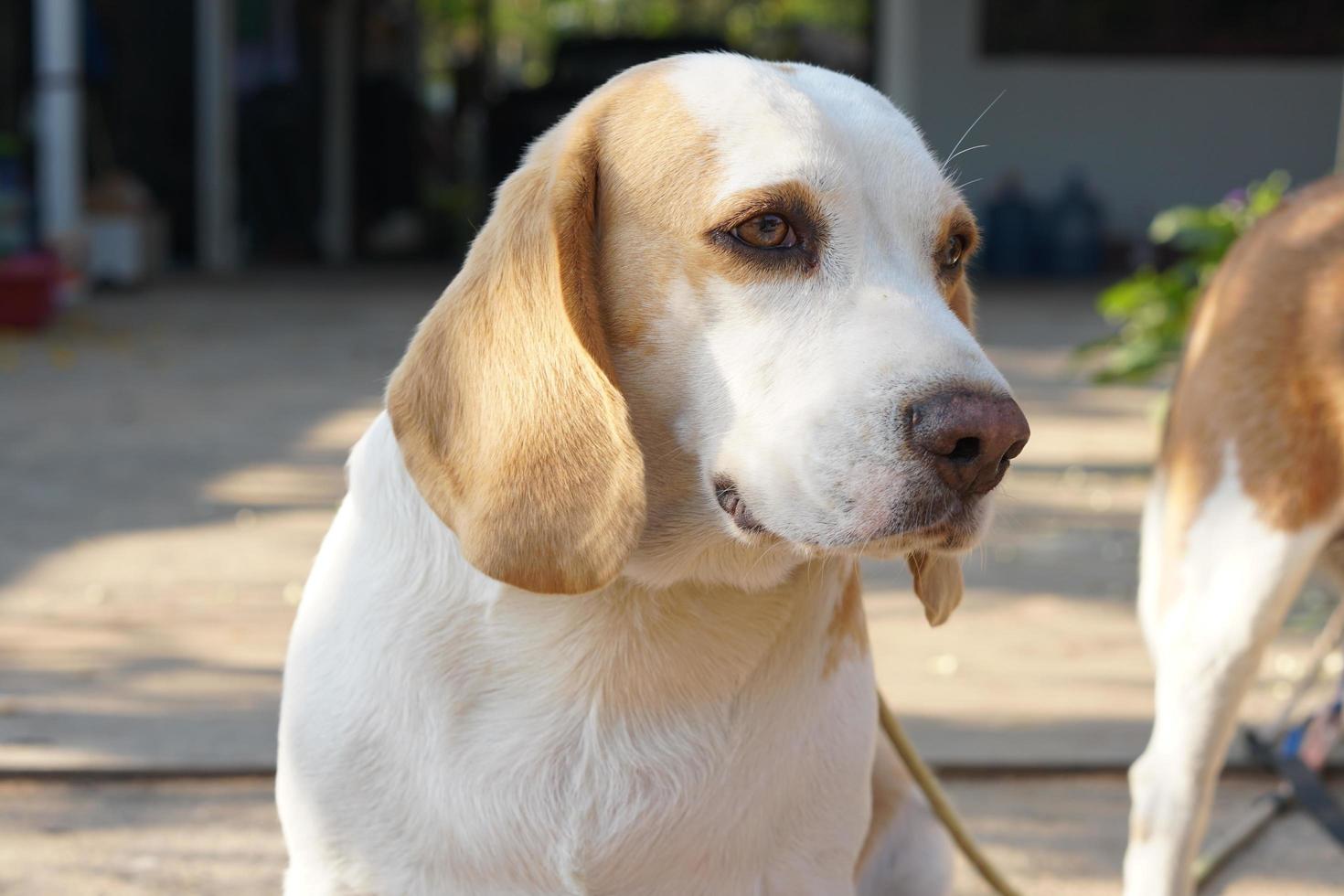 dog waited for the owner in front of the house. photo