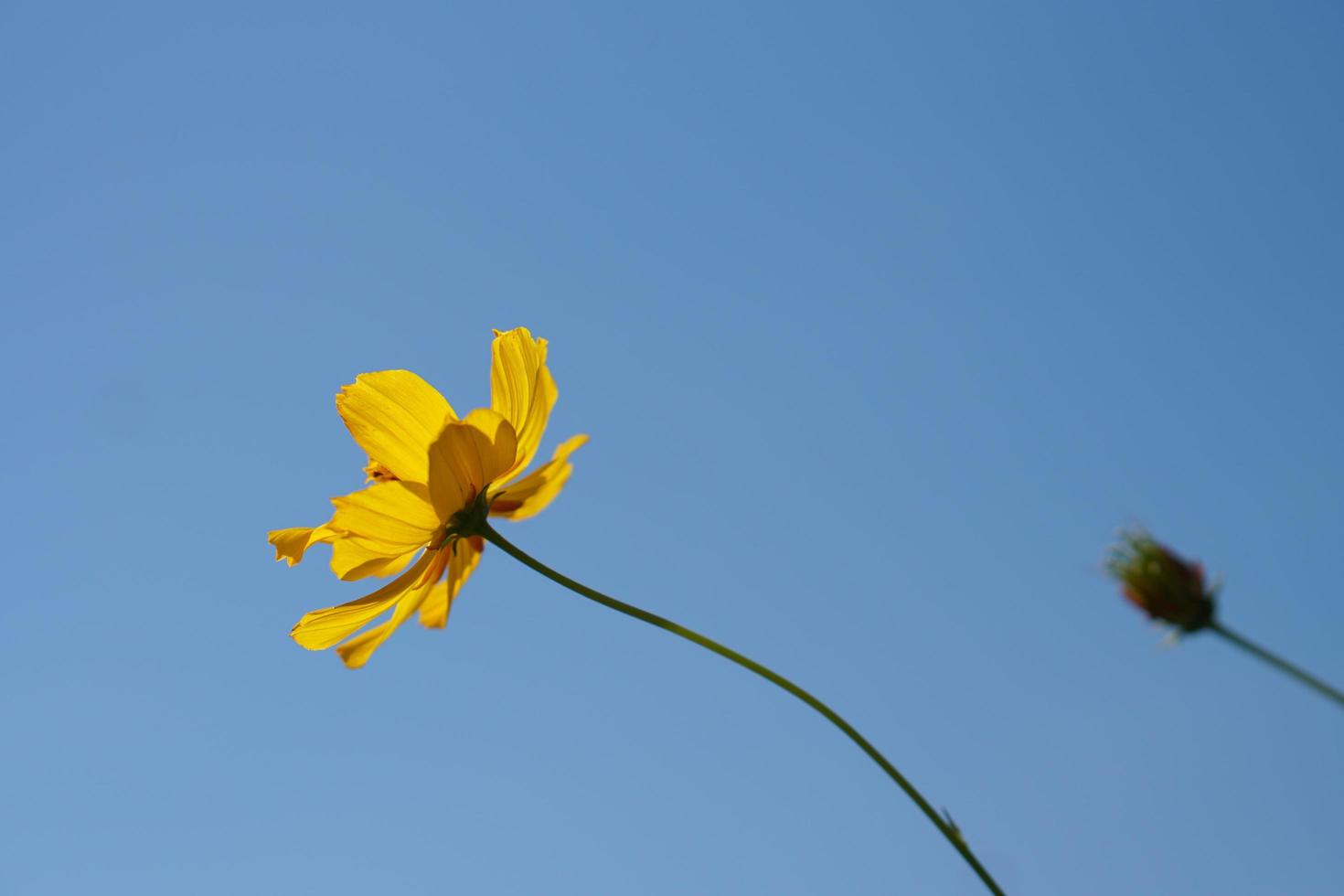 Yellow cosmos flowers in a flower garden photo