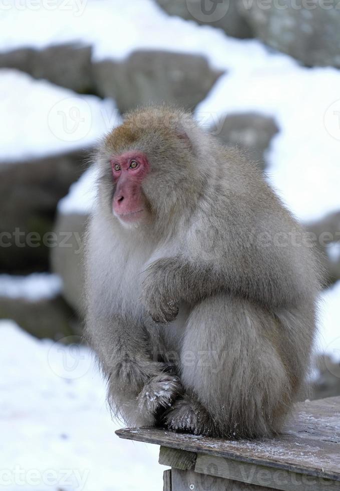 mono de nieve en la prefectura de nagano, japón foto