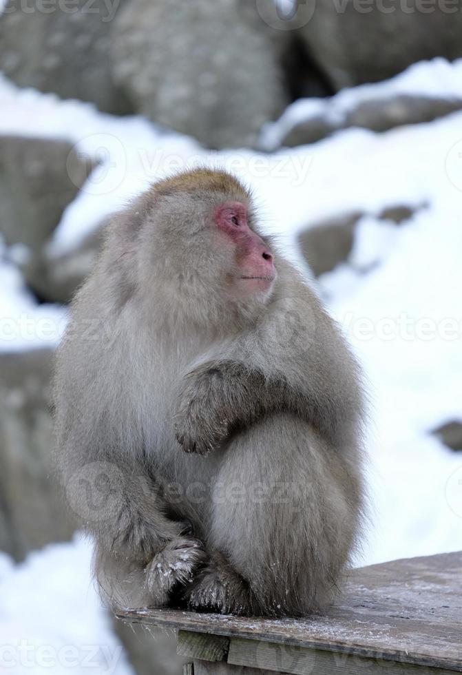 Snow monkey in Nagano prefecture, Japan photo