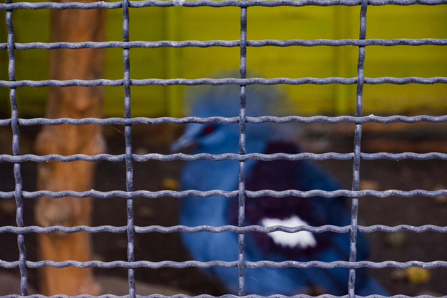 el pájaro mambruk victoria es un tipo de paloma que tiene plumas azules y una corona en la cabeza. foto