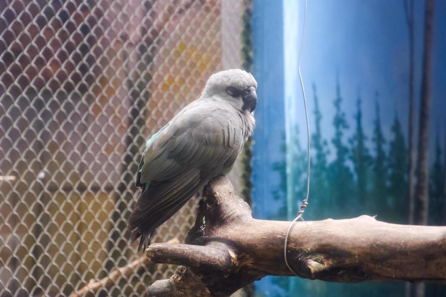 A white parrot that is drowsy in its cage. photo