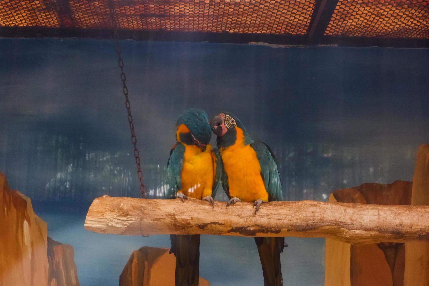 A pair of blue and yellow macaws who are making out in their cages. photo