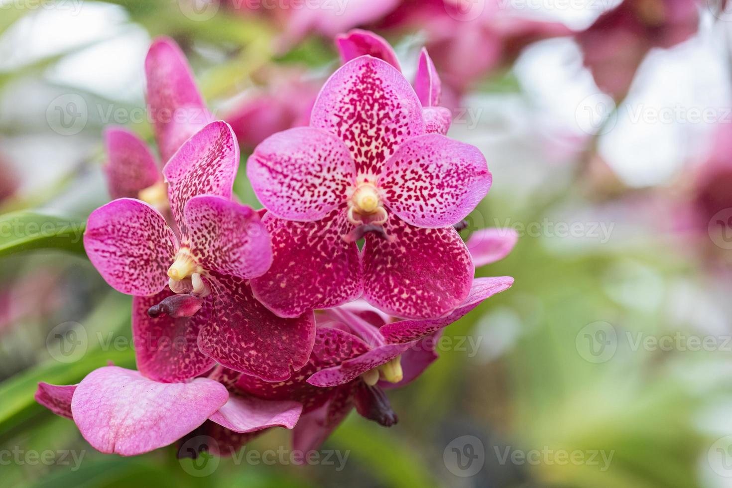 hermosa flor de orquídea que florece en la temporada de lluvias. orquidea vanda foto