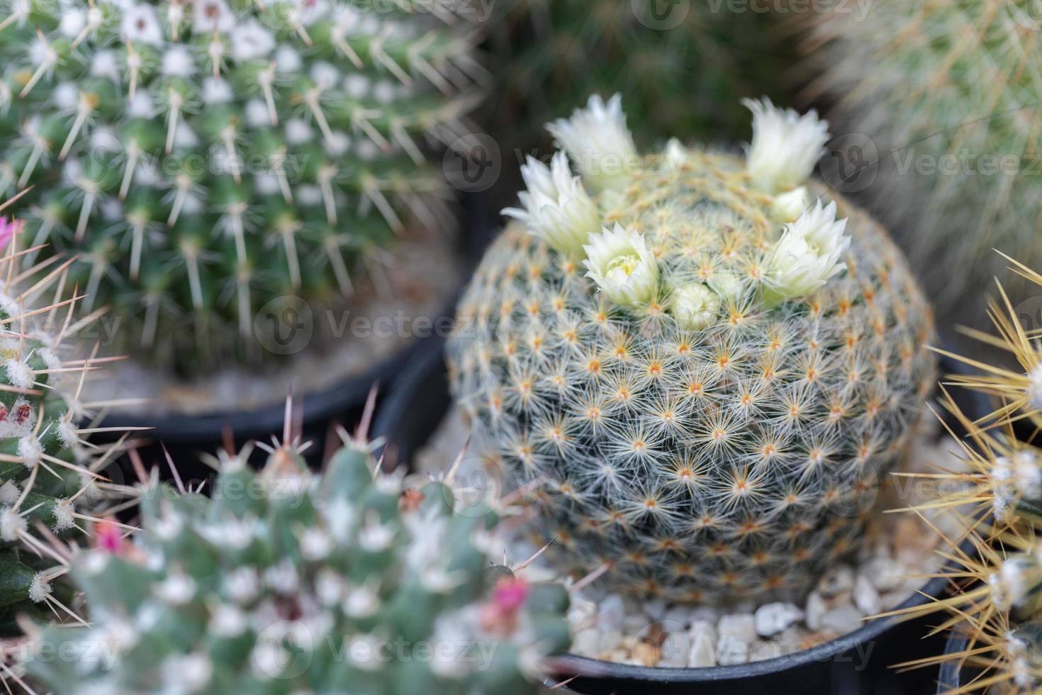 Cactus plant potted on blurred botanical garden background photo