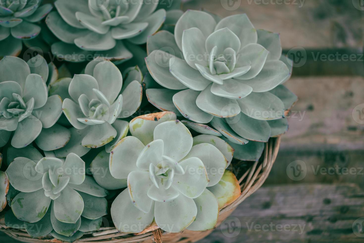 Close up of cactus succulent plants photo