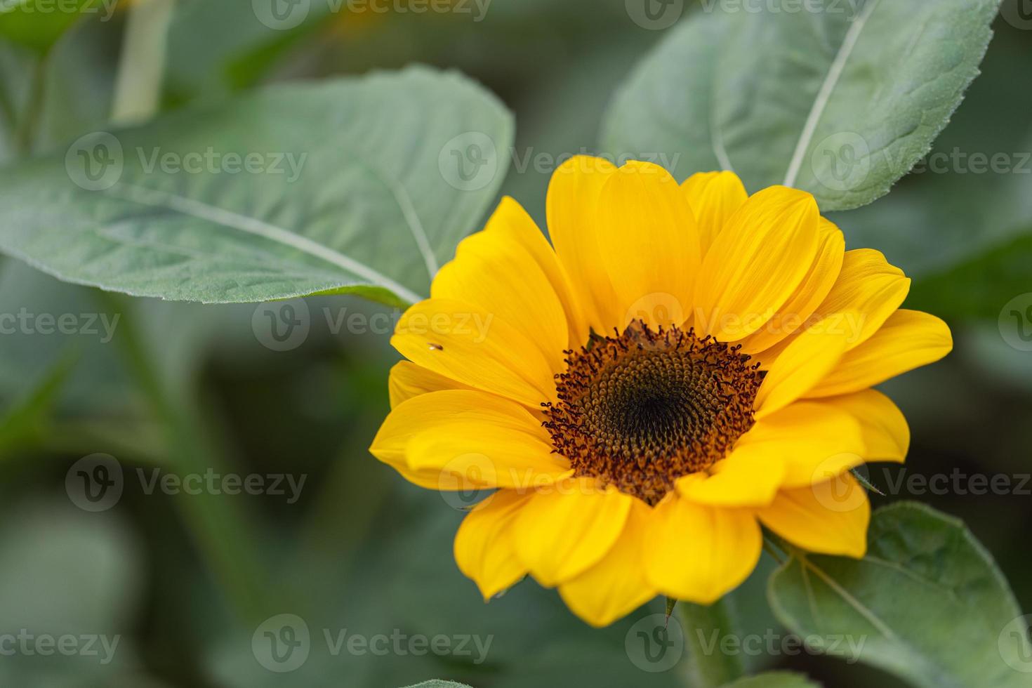 Bright yellow sunflower in field photo