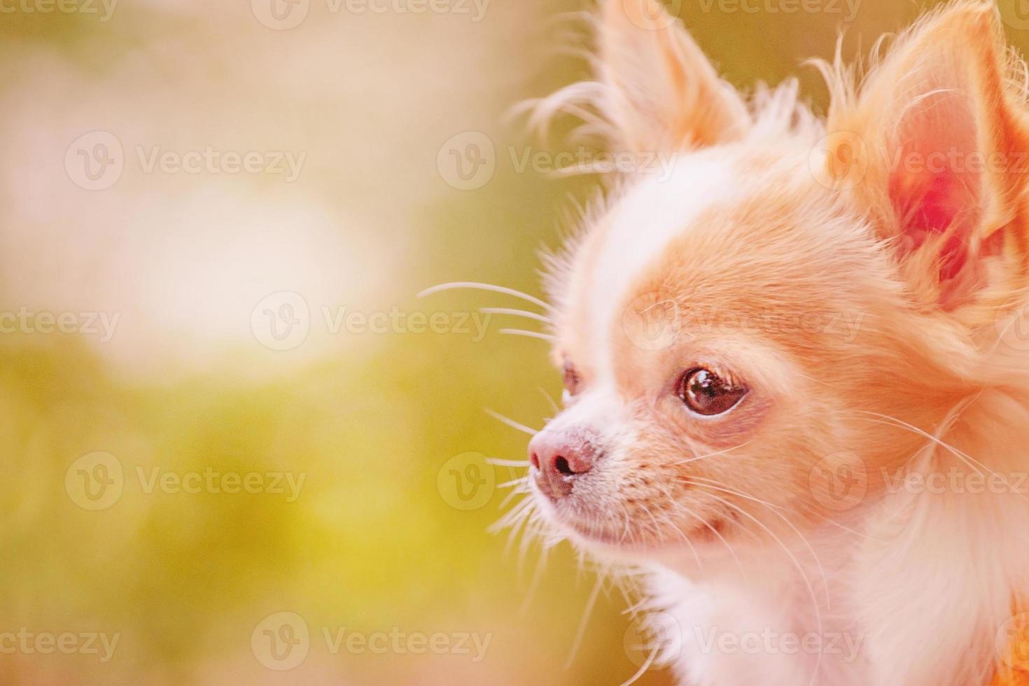 Perro chihuahua blanco con color rojo. retrato de perfil de un perro de raza pequeña. foto