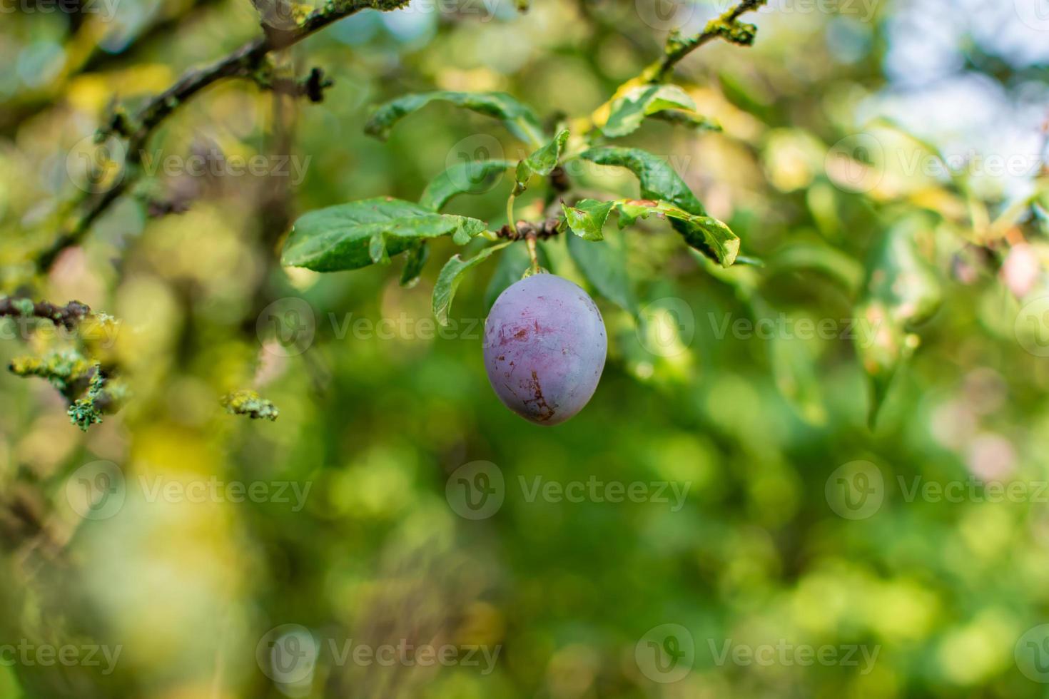 Big one plum with defects, sunny day. Harvest photo