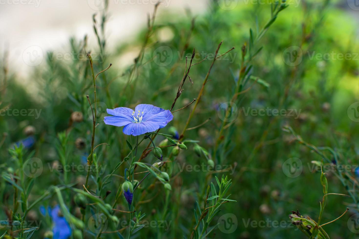 Blue flax flower. photo