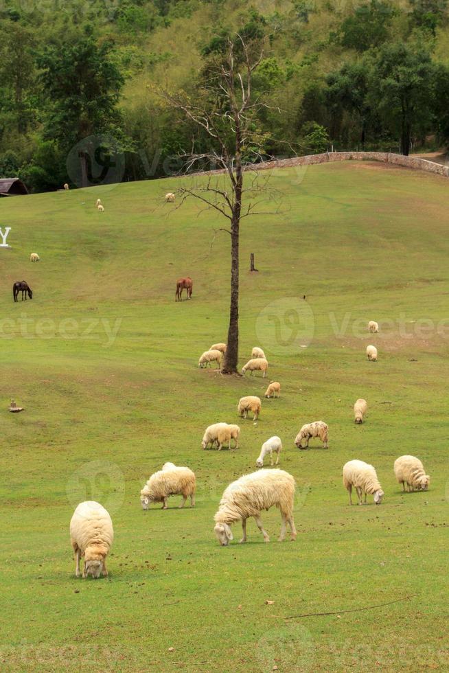 White and taupe sheep are raised on farmer's farms to be sheared, sold and shown to shepherds as an eco-tourism in the warm and slightly cool foothills and valleys to acquaint sheep. photo