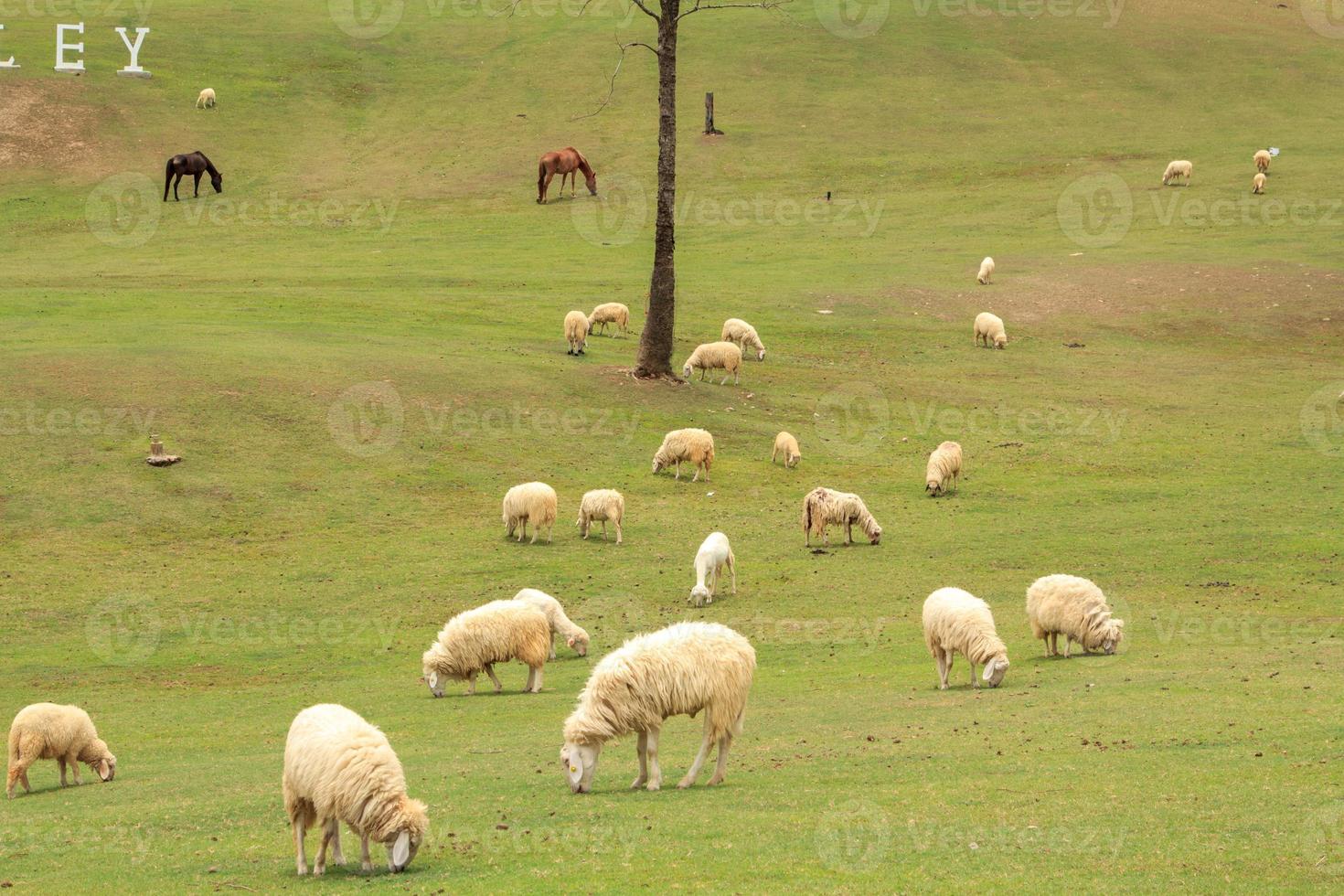 las ovejas blancas y pardas se crían en las granjas de los granjeros para ser esquiladas, vendidas y mostradas a los pastores como ecoturismo en las cálidas y ligeramente frescas colinas y valles para familiarizarse con las ovejas. foto