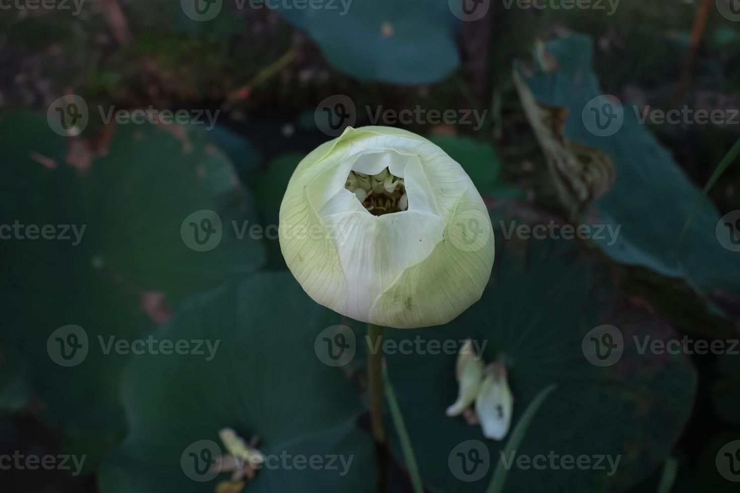 close up blooming lotus flower in the pool photo