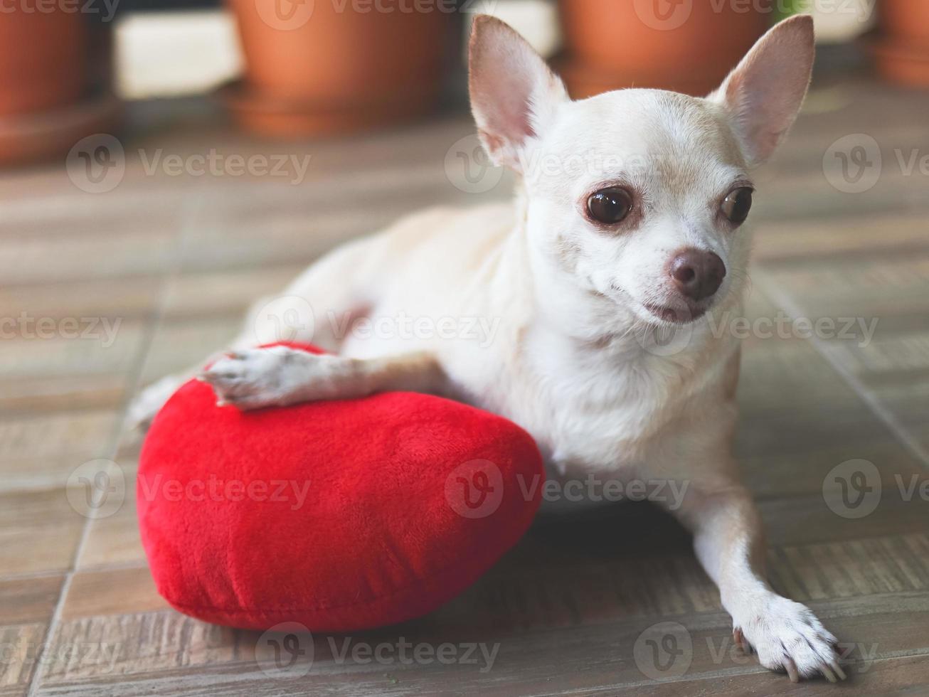 brown Chihuahua dog lying down  playing with red heart shape pillow.  Valentine's day concept. photo