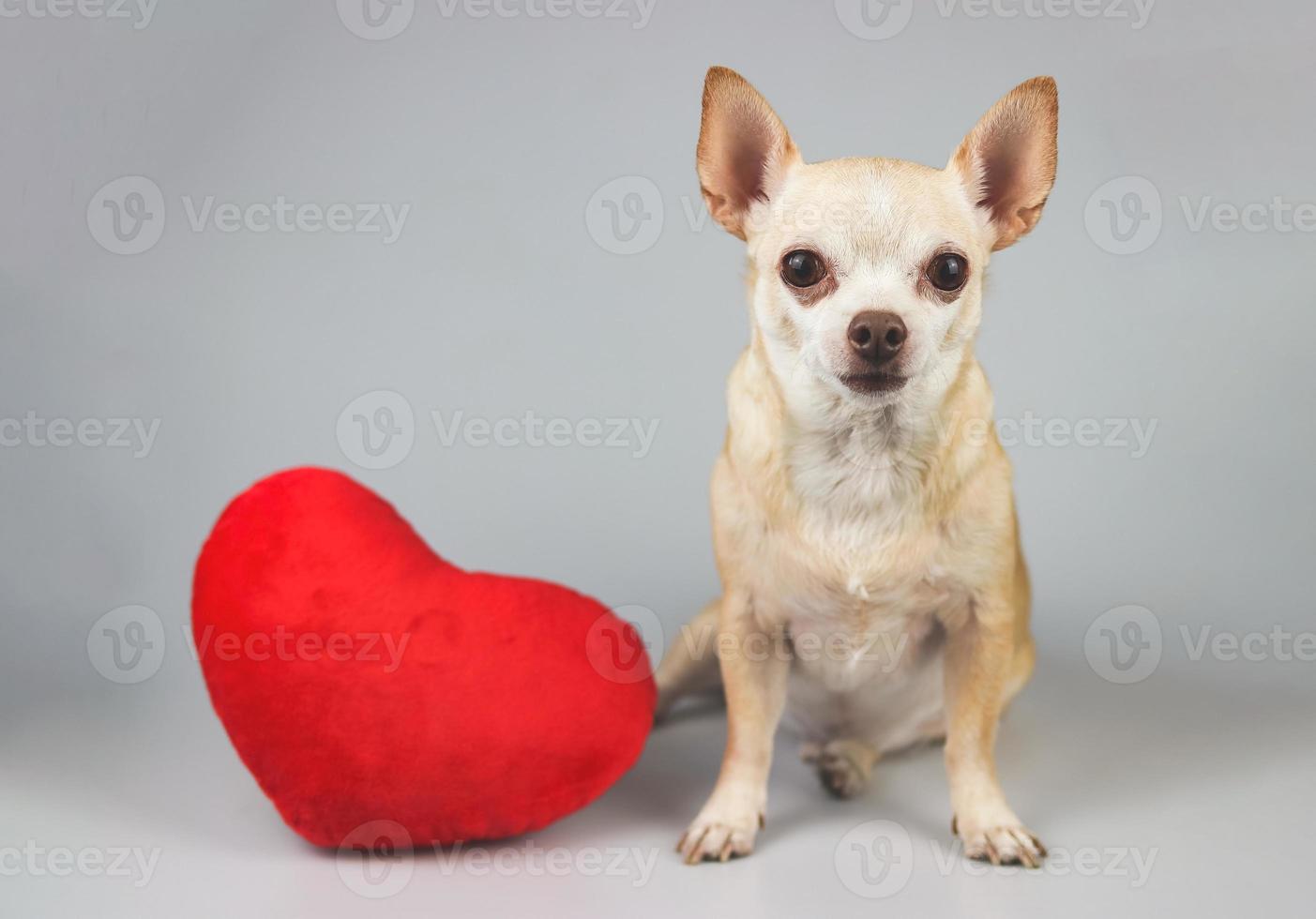 brown Chihuahua dog sitting with red heart shape pillow on white background, looking at camera, isolated.  Valentine's day concept. photo