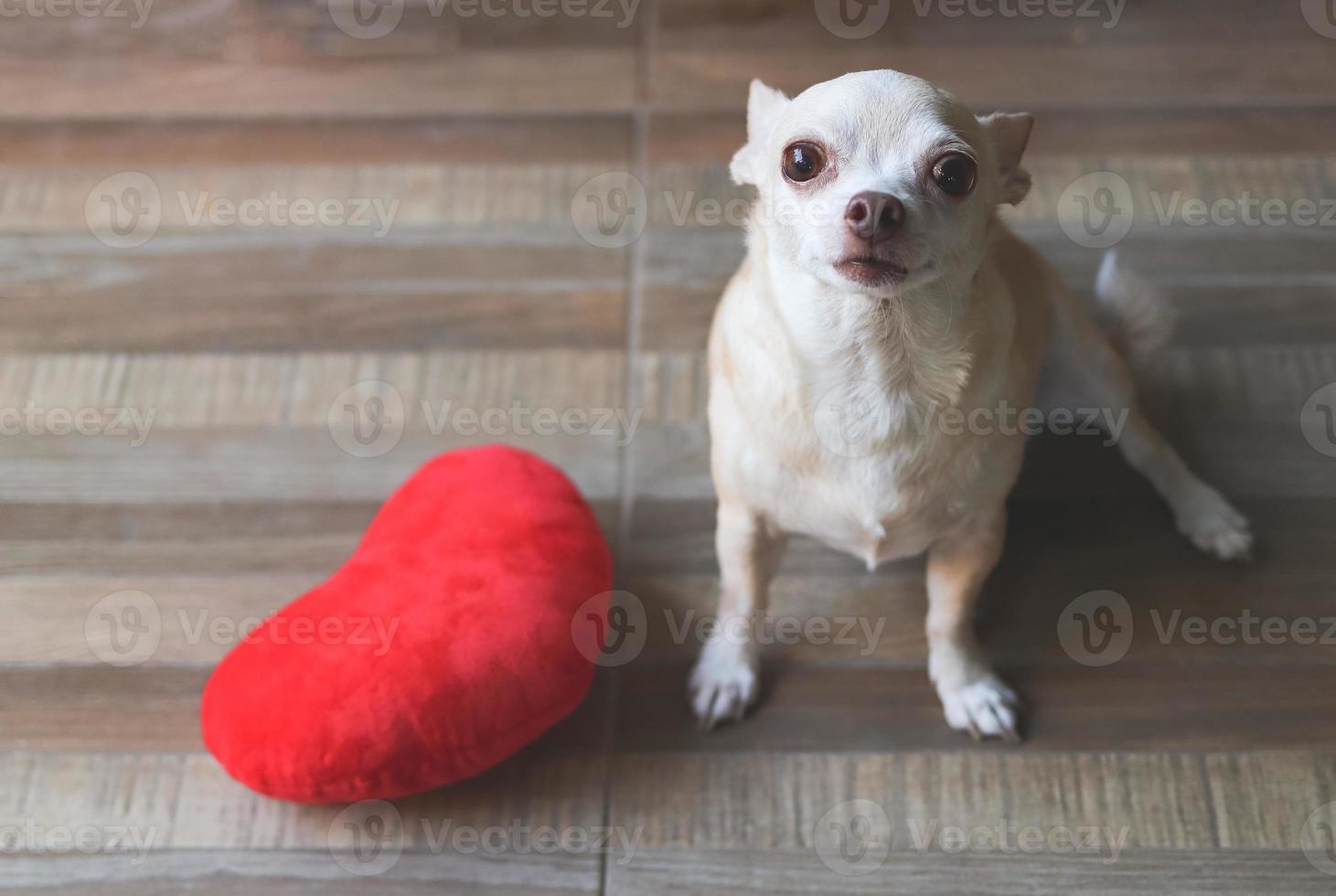 brown Chihuahua dog sitting  with red heart shape pillow.  Valentine's day concept. photo