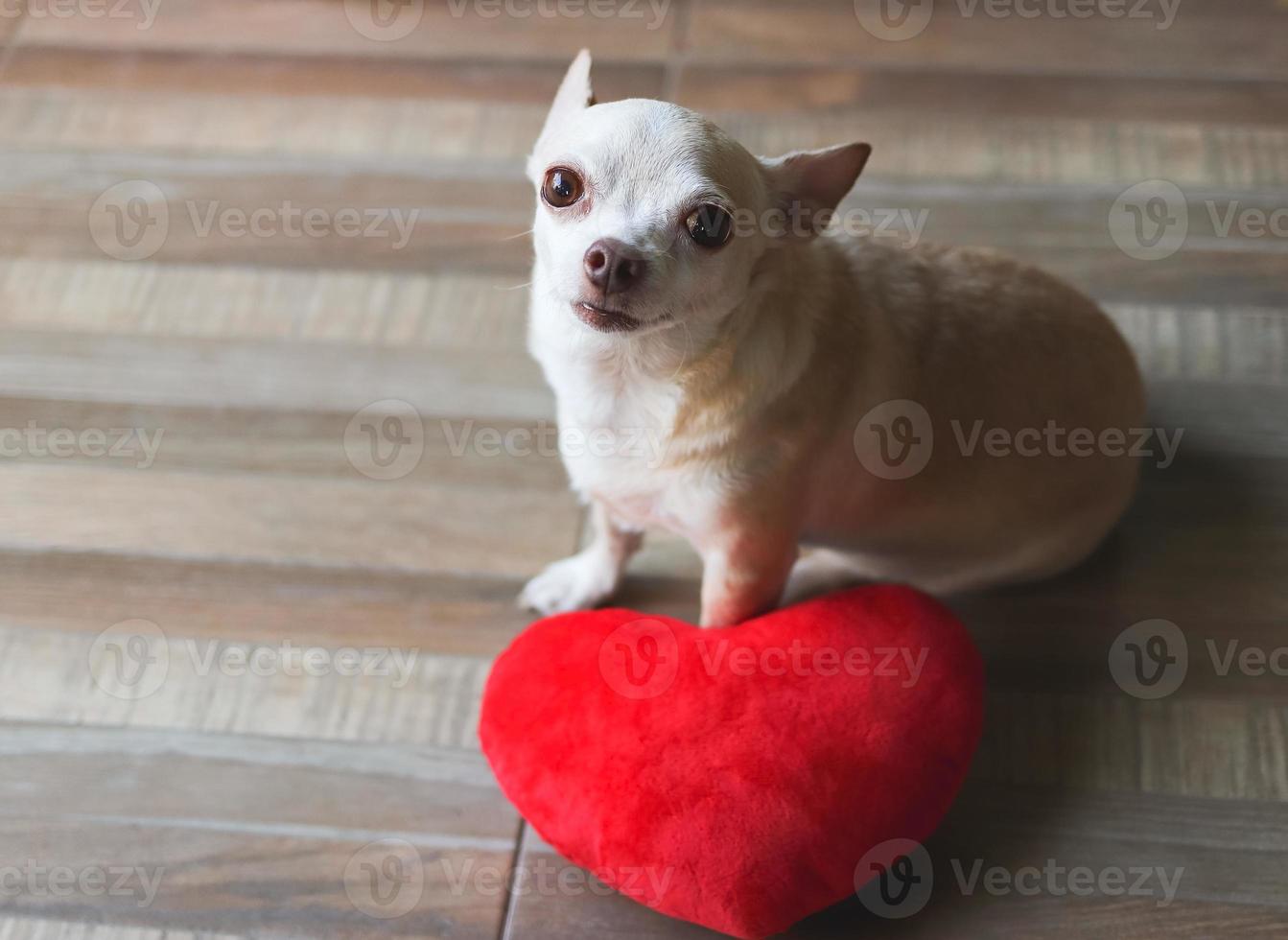 brown Chihuahua dog sitting  with red heart shape pillow.  Valentine's day concept. photo