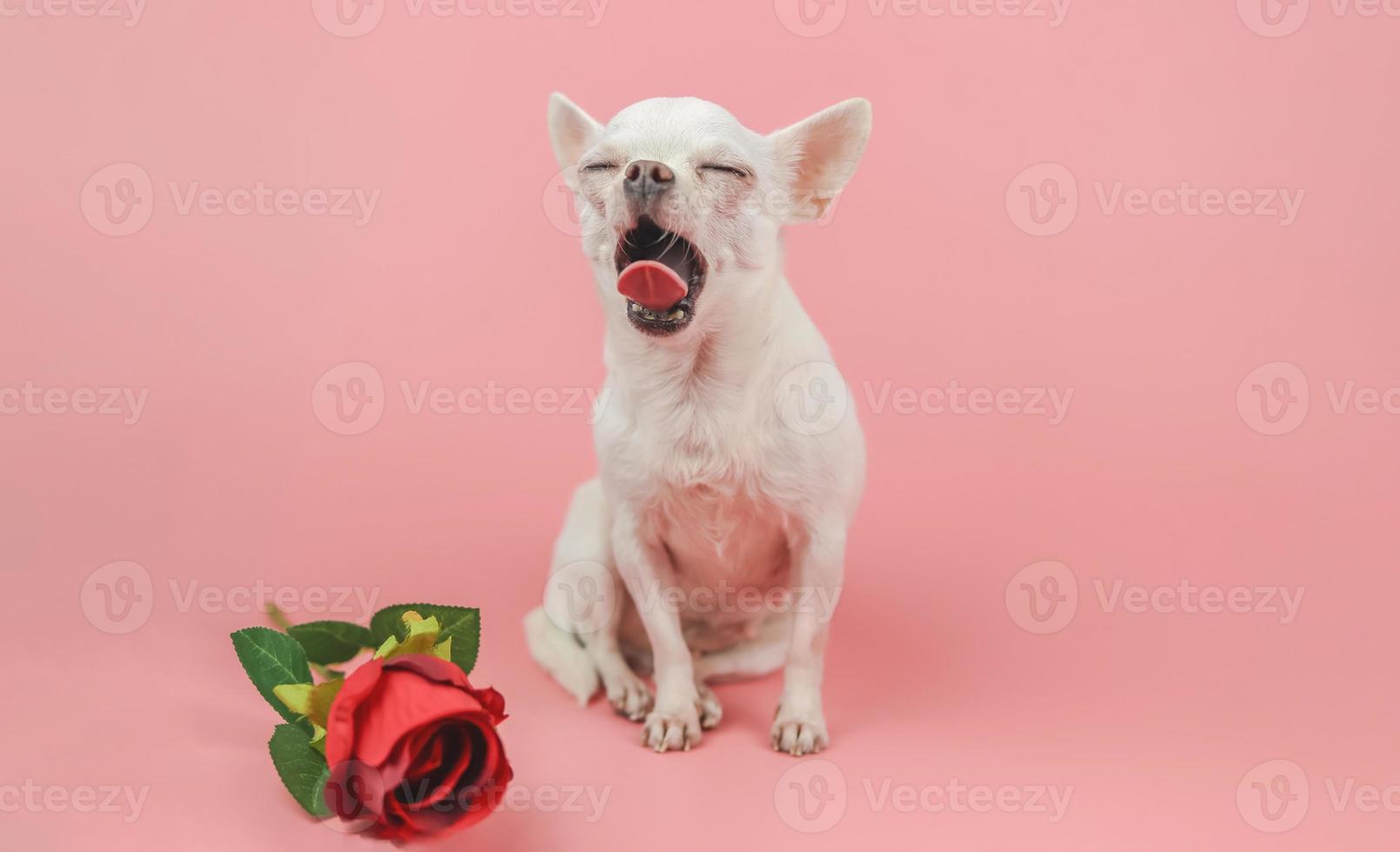 white short hair chihuahua dog sitting by red rose on pink background and yawning. sleepy chihuahua dog yawning. Funny pets and valentine's day concept. photo