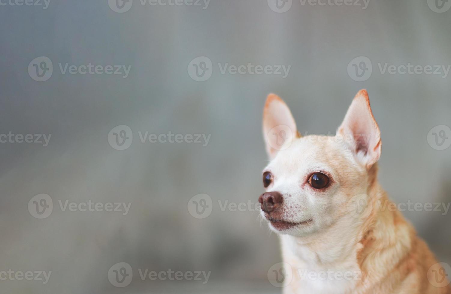 brown short hair chihuahua dog on cement wall background, looking at copy space. Head shot photo. photo