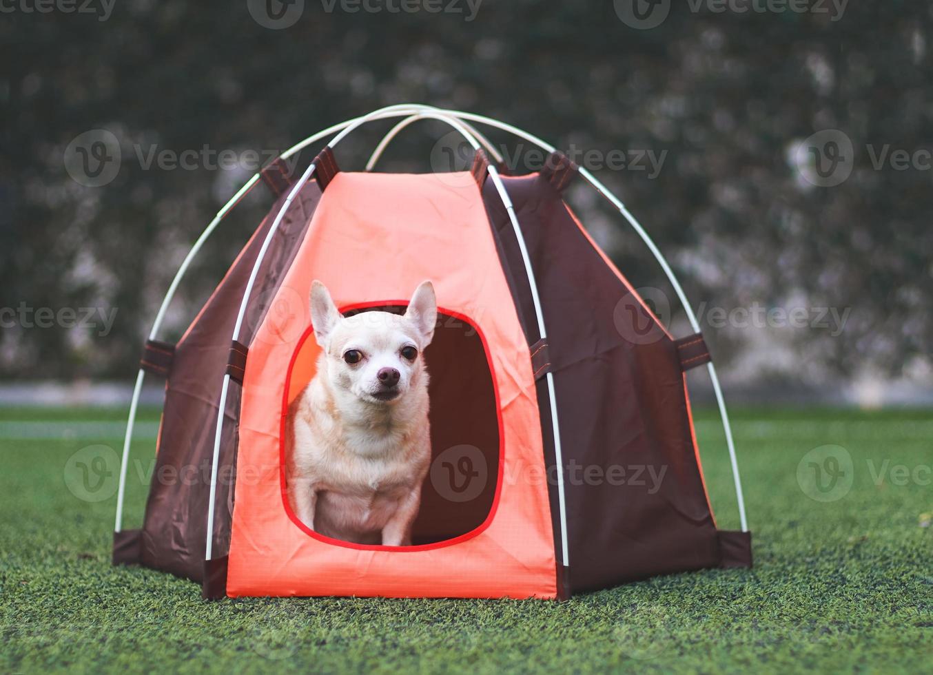 Perro chihuahua de pelo corto marrón sentado en una tienda de campaña naranja sobre hierba verde, al aire libre, mirando a la cámara. concepto de viaje de mascotas. foto