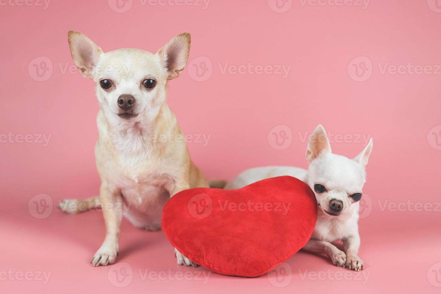 two different size Chihuahua dogs sitting  with red heart shape pillow on pink background.  Valentine's day concept. photo