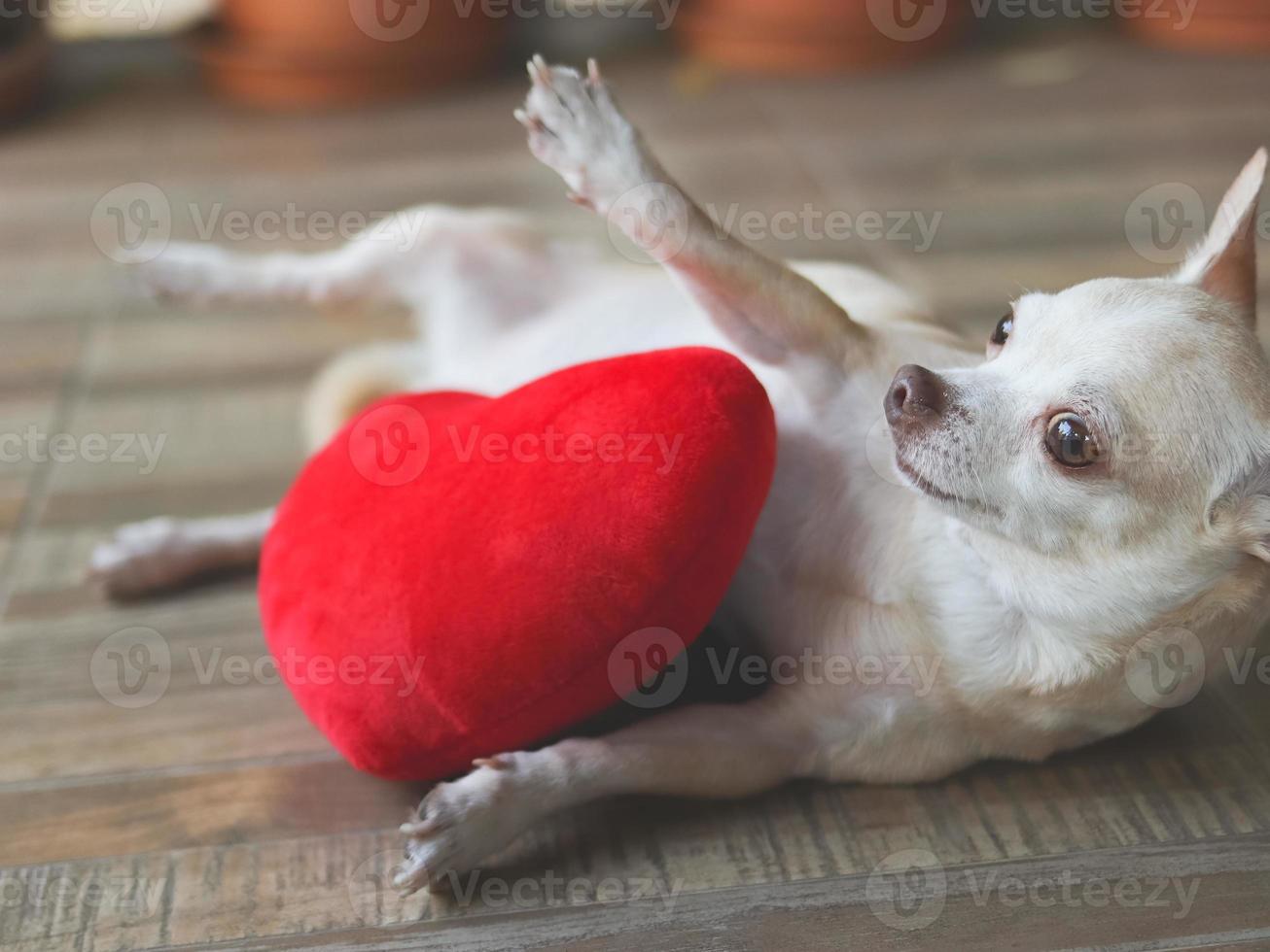 perro chihuahua marrón acostado jugando con una almohada con forma de corazón rojo. concepto de día de san valentín. foto