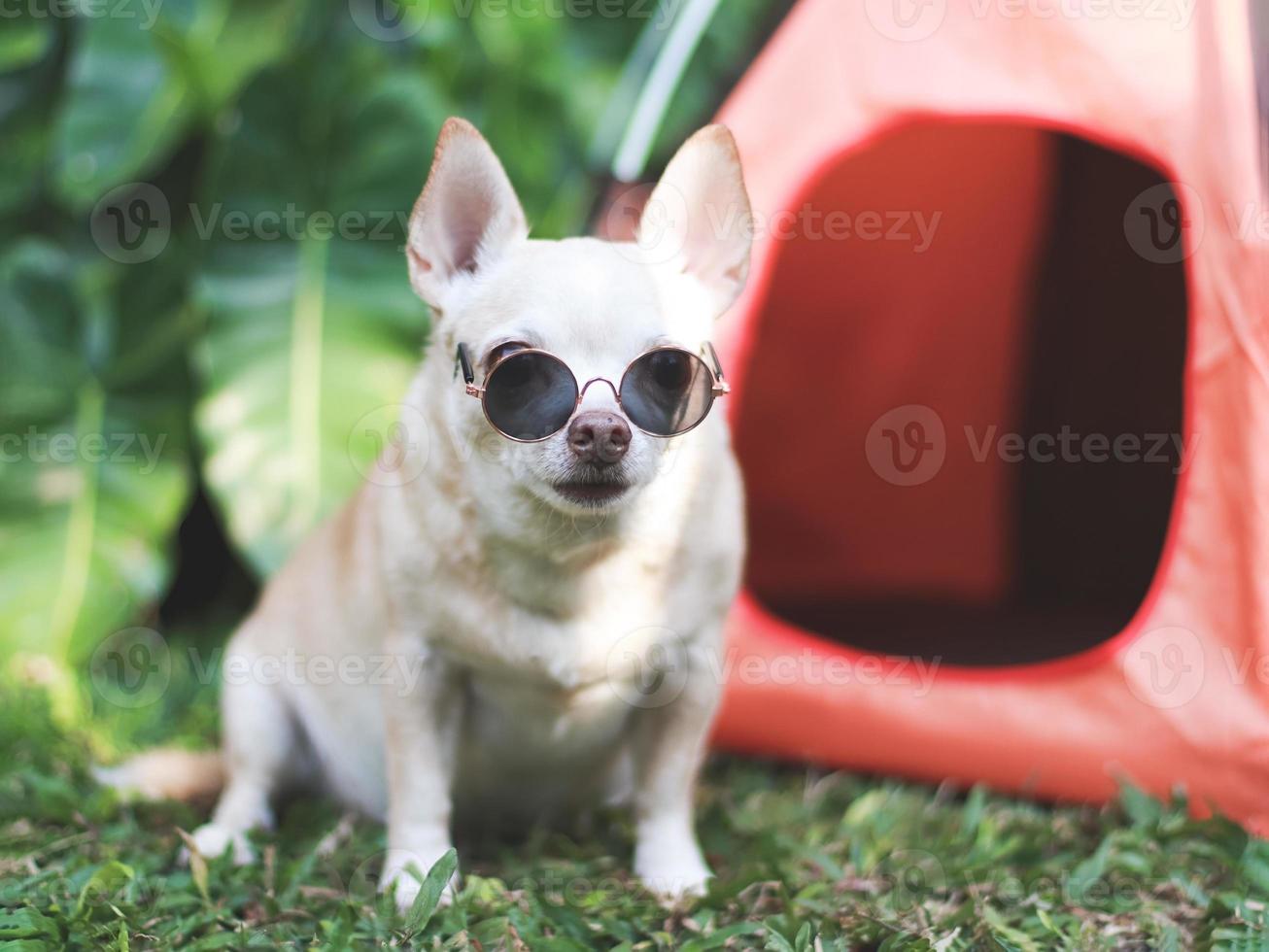 Perro chihuahua de pelo corto marrón con gafas de sol sentado frente a una tienda de campaña naranja sobre hierba verde, al aire libre, mirando a la cámara. concepto de viaje de mascotas. foto