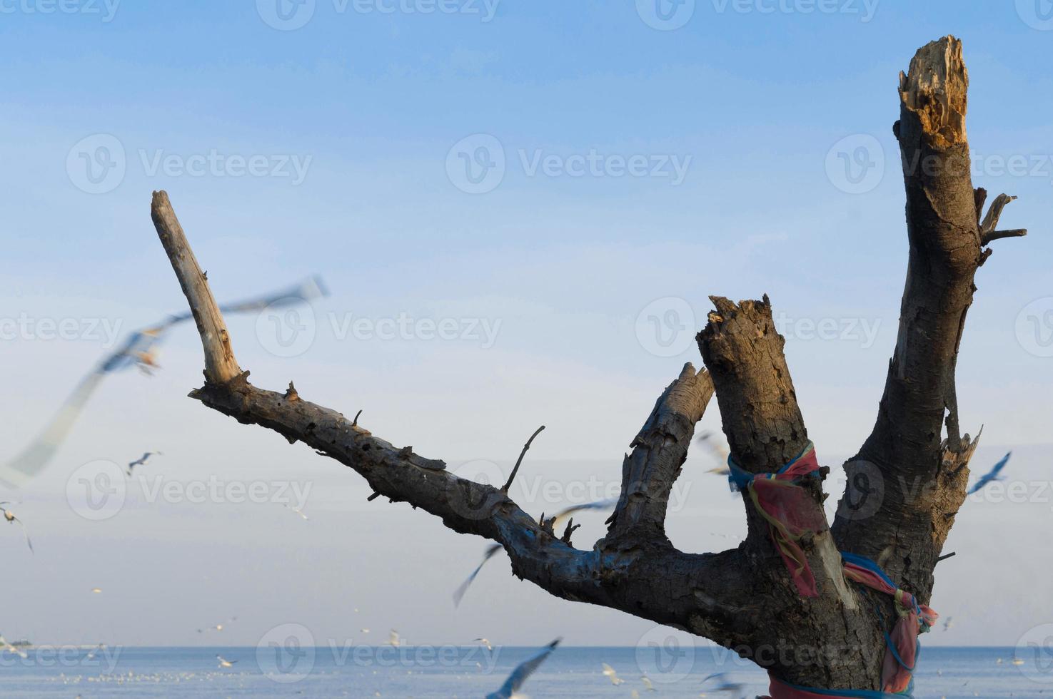 extrañas ramas de árboles muertos contra el hermoso cielo azul y gaviotas voladoras en la playa de bangpu, samutprakarn, tailandia. foto