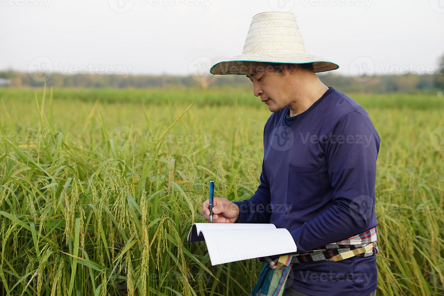 un agricultor asiático está en un campo de arroz, usa sombrero, camisa azul, sostiene papel de cuaderno, inspecciona el crecimiento y la enfermedad de las plantas. concepto, investigación agrícola y estudio para desarrollar cultivos. foto