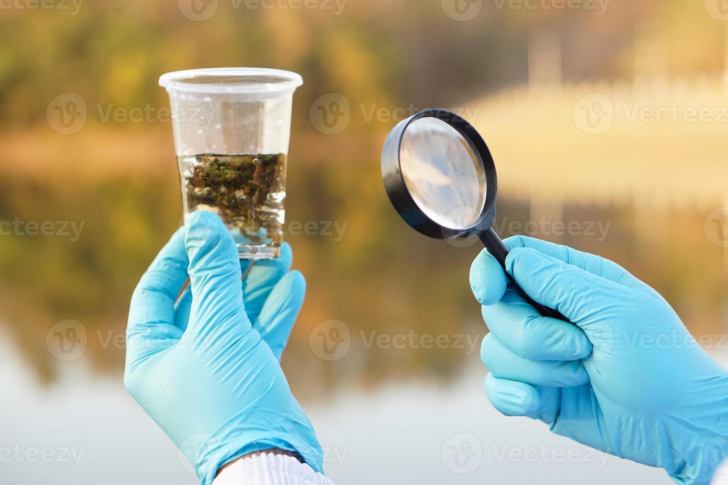 Close up ecologist hands wears blue gloves, holds magnifying glass and glass that contain sample water and water plants from the lake. Concept, explore, inspect water quality photo