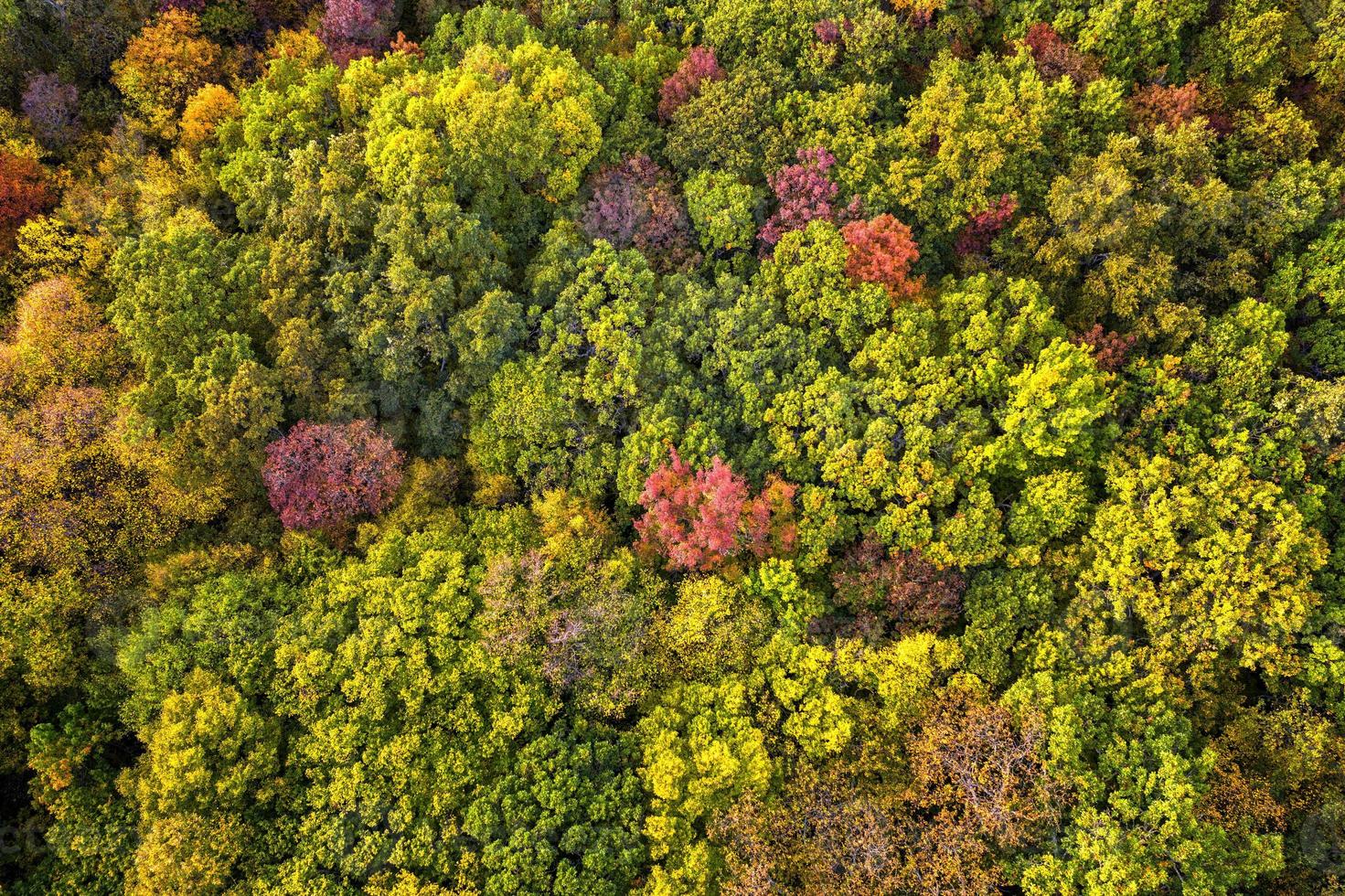 Autumn color forest. Aerial view from a drone over colorful autumn trees in the forest. photo