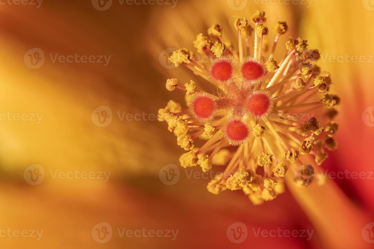 Impresionante macro de estambres de hibisco rojo con espacio de copia. detalle floral. foto