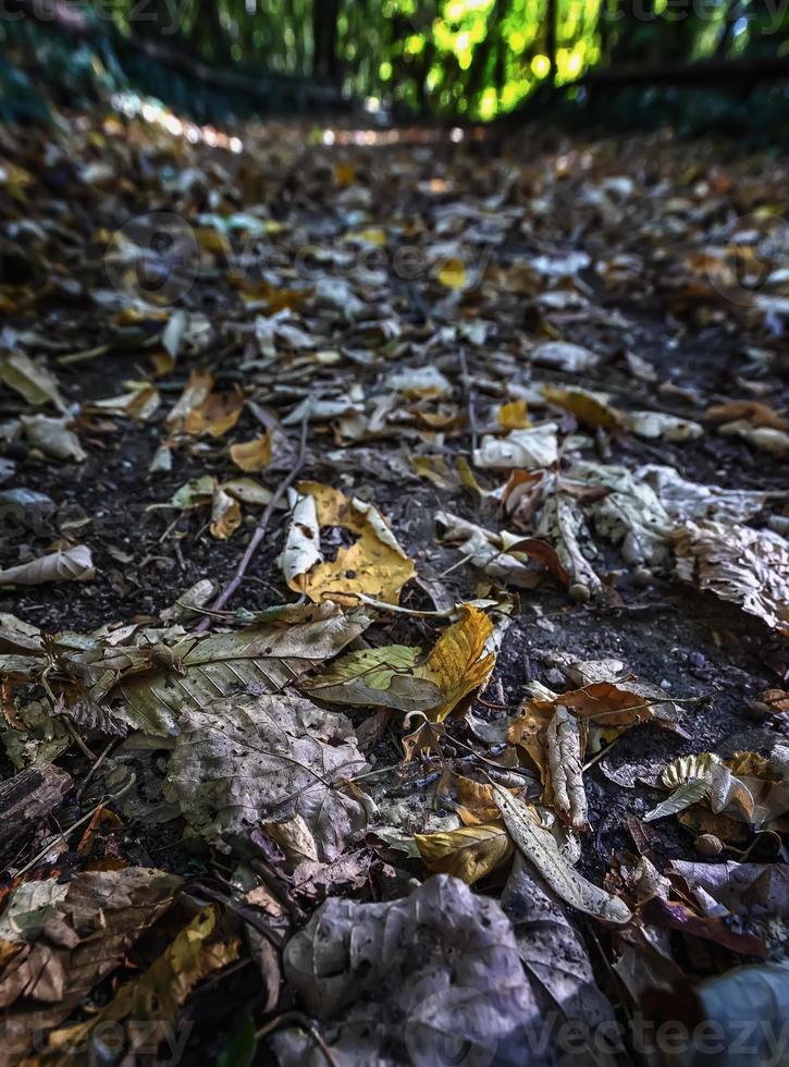 Autumn landscape - park trees and fallen autumn leaves in a park. Selective focus at the foreground. photo