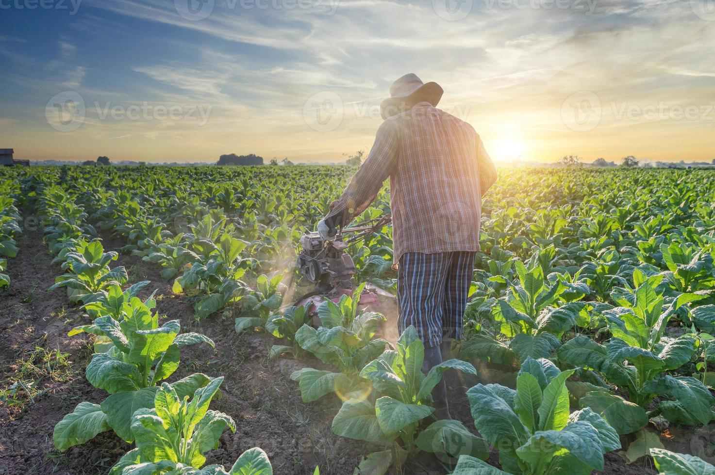 Tobacco farm worker, man plowing the tobacco field with a tiller to prepare the soil for sowing, tiller photo