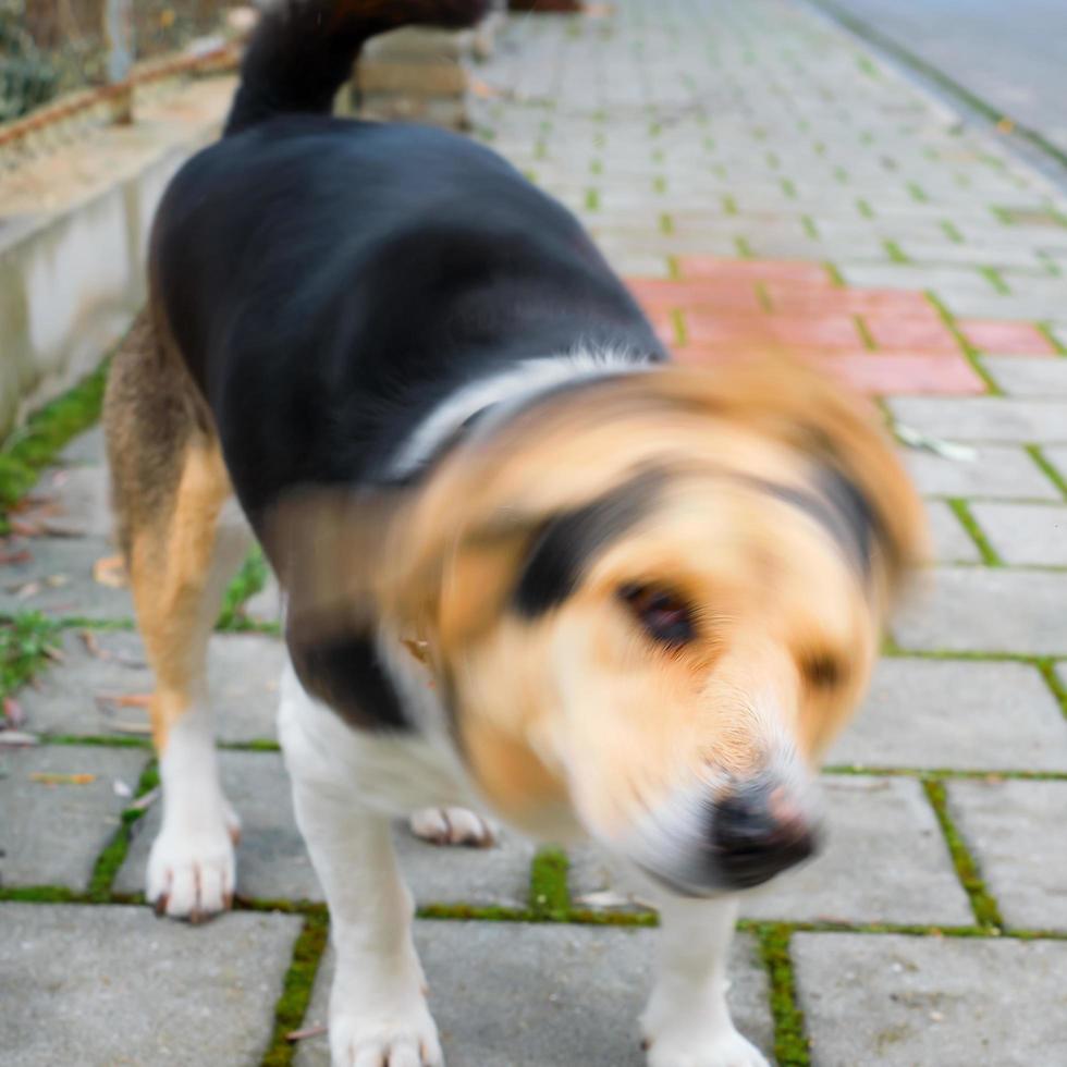 The dog shakes itself off by rotating its head, blurred movement of the dog's head, blurred background, animal care photo