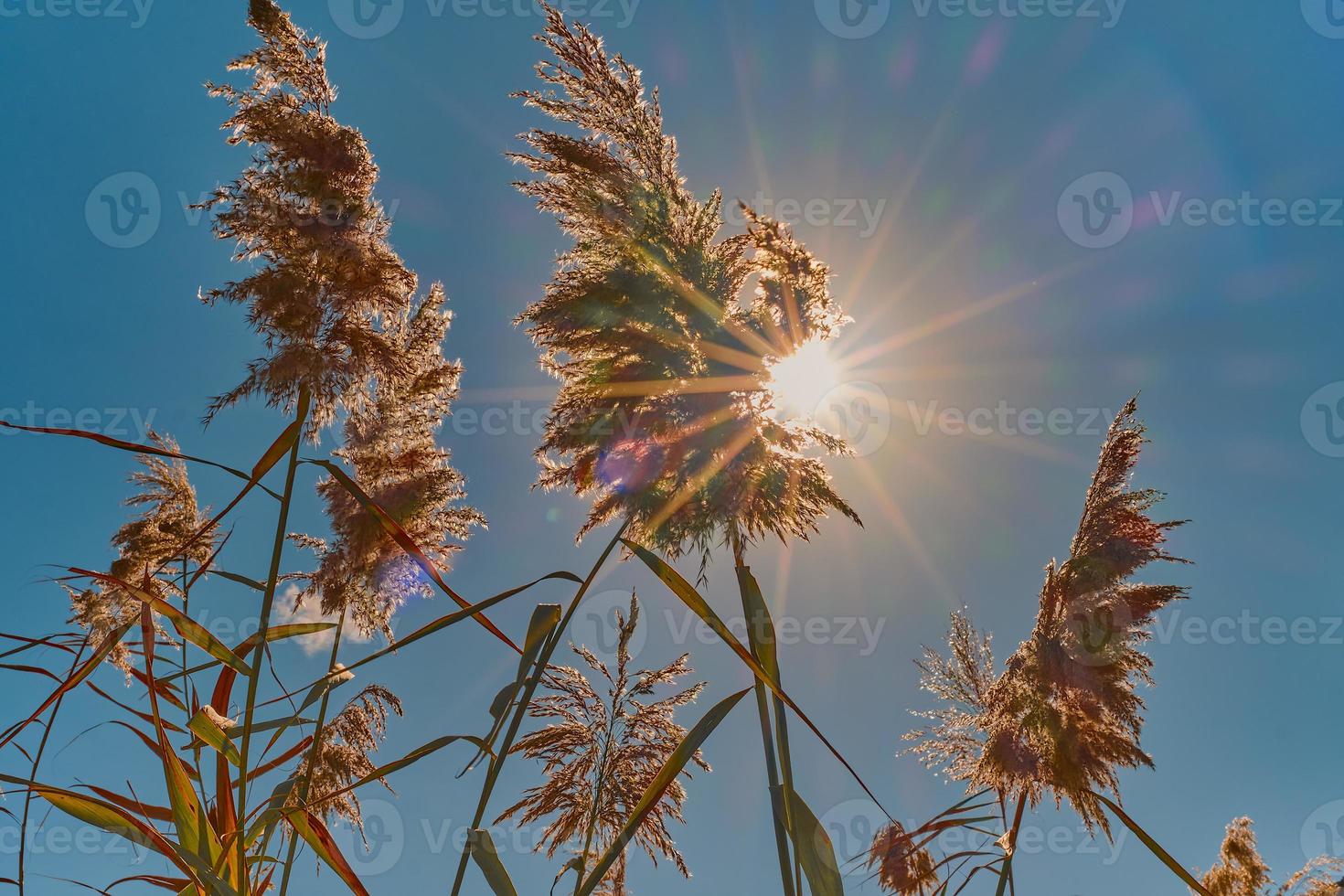 Reeds on bright sunny day in a yellow reed field, The sun shines through the reeds into the frame, shining rays of light, focus on the reeds in the center of the frame idea for background or interior photo