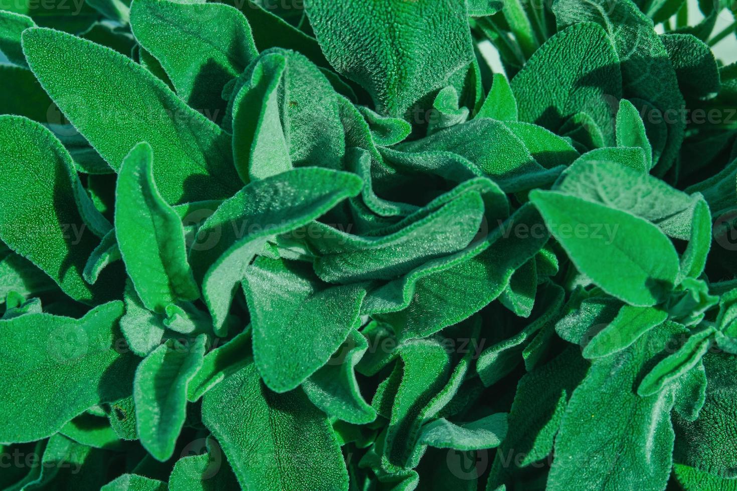 Top view of bunch of fresh sage in natural sunlight, idea for leaf texture background or wallpaper photo