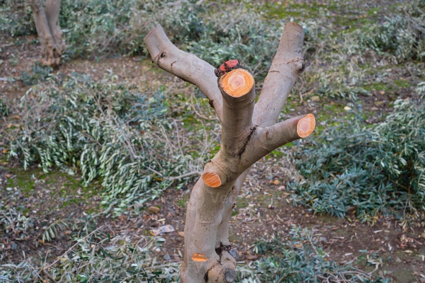 Trimmed olive tree trunk, focus on trimmed olive trunk, caring for orchard and plantation fruit trees, increasing yields, seasonal work photo