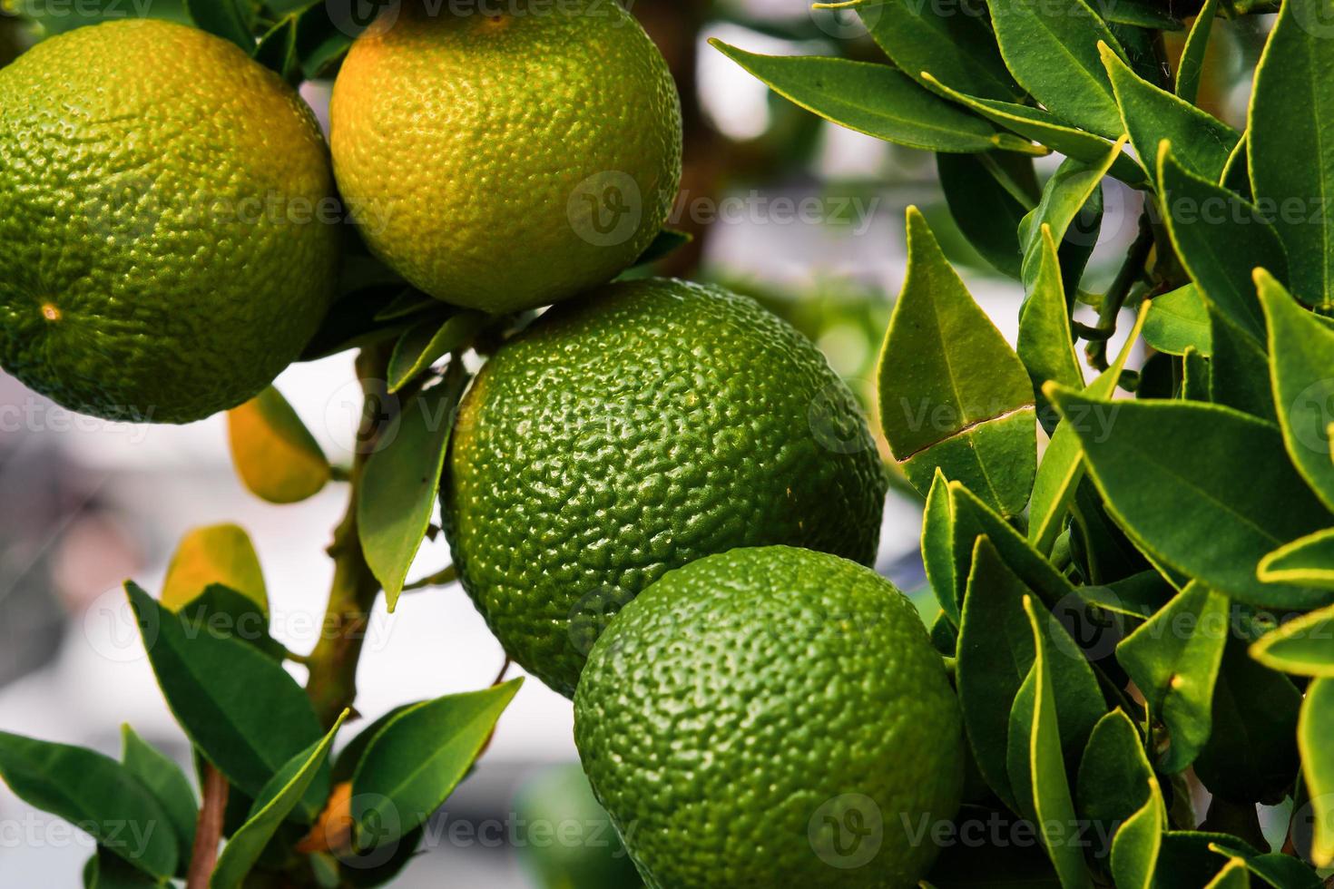 Tangerines on a tree in the garden, ripening citrus fruits in the farm, selective focus on the fruits photo