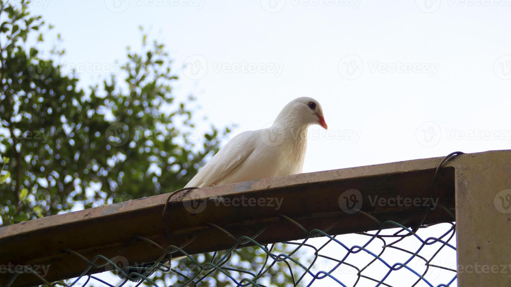 White dove pigeon sit on the fence wood frame. photo