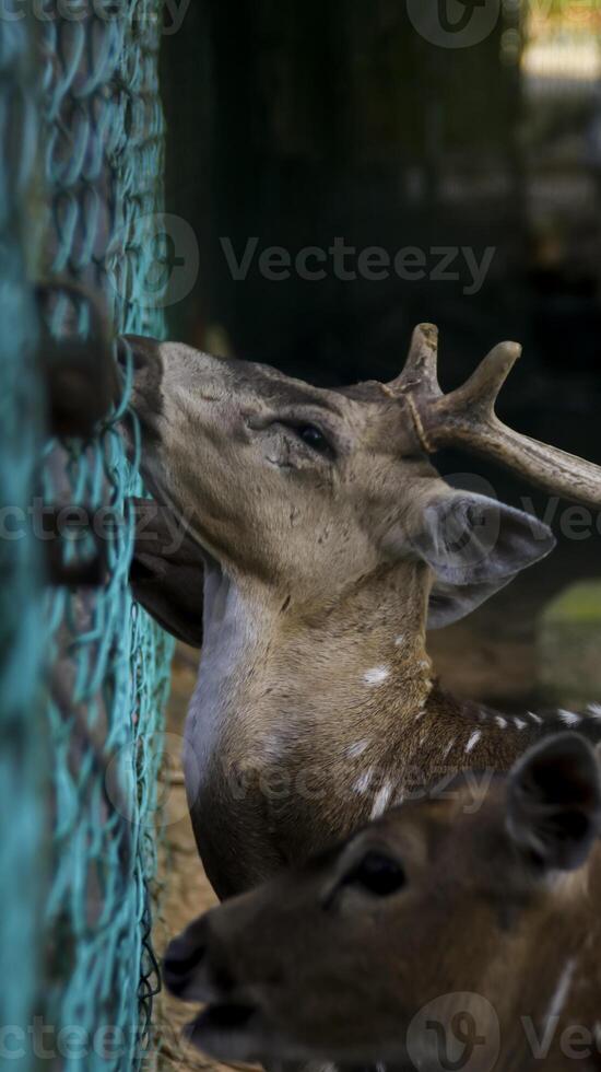 Mature Chital deer or Cheetal deer or Spotted deer or axis deer feed by the visitor by the other side of the fence the nature reserve or zoo park. photo