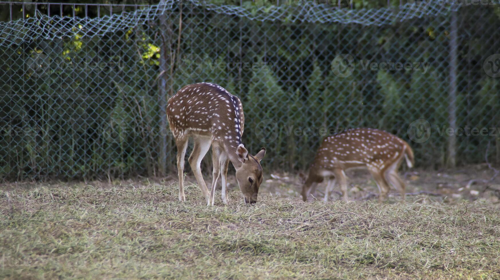 Two young Chital deer or Cheetal deer or Spotted deer or axis deer eating grass at the nature reserve or zoo park. photo