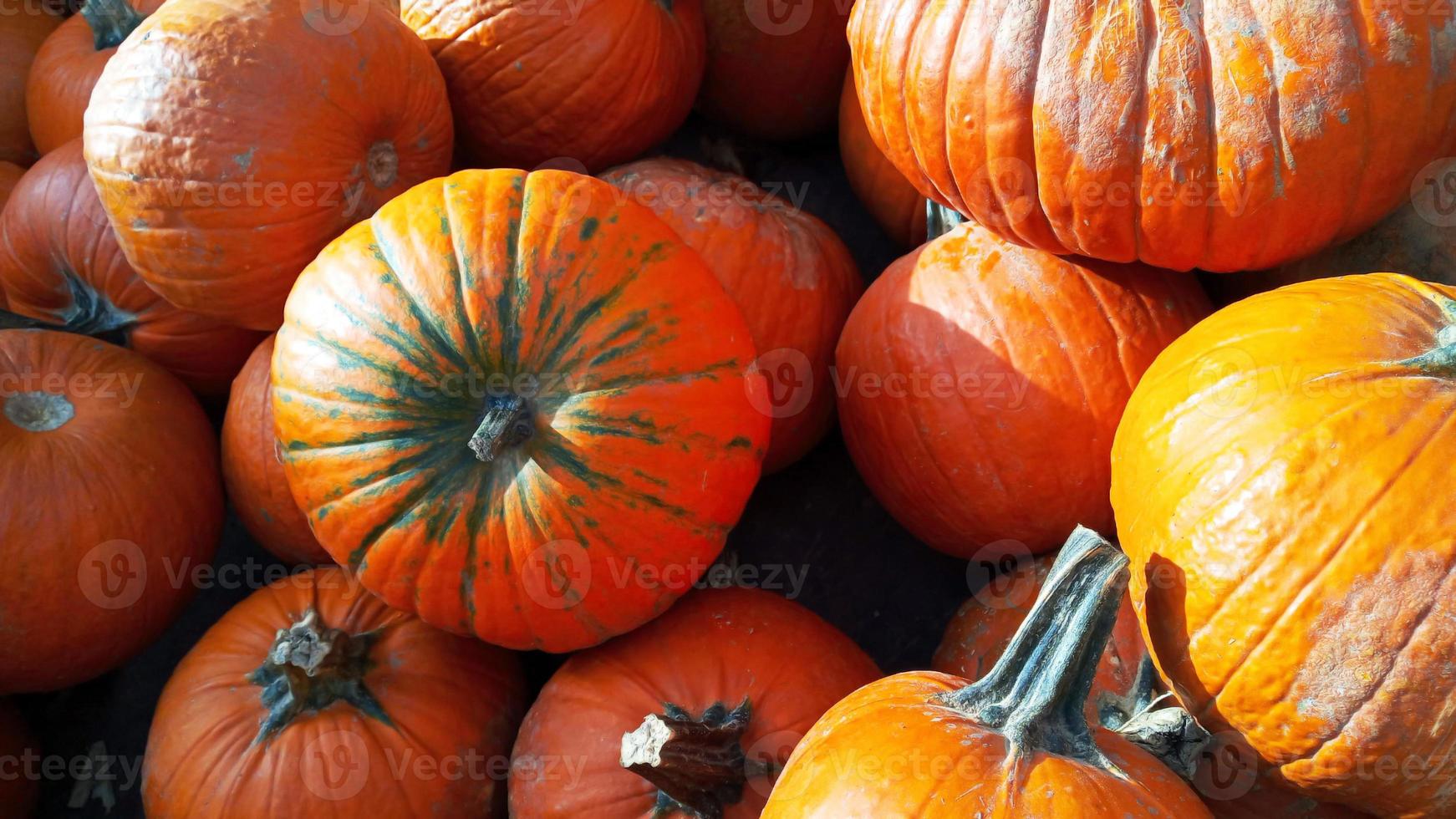 calabazas naranjas de otoño en la paja foto