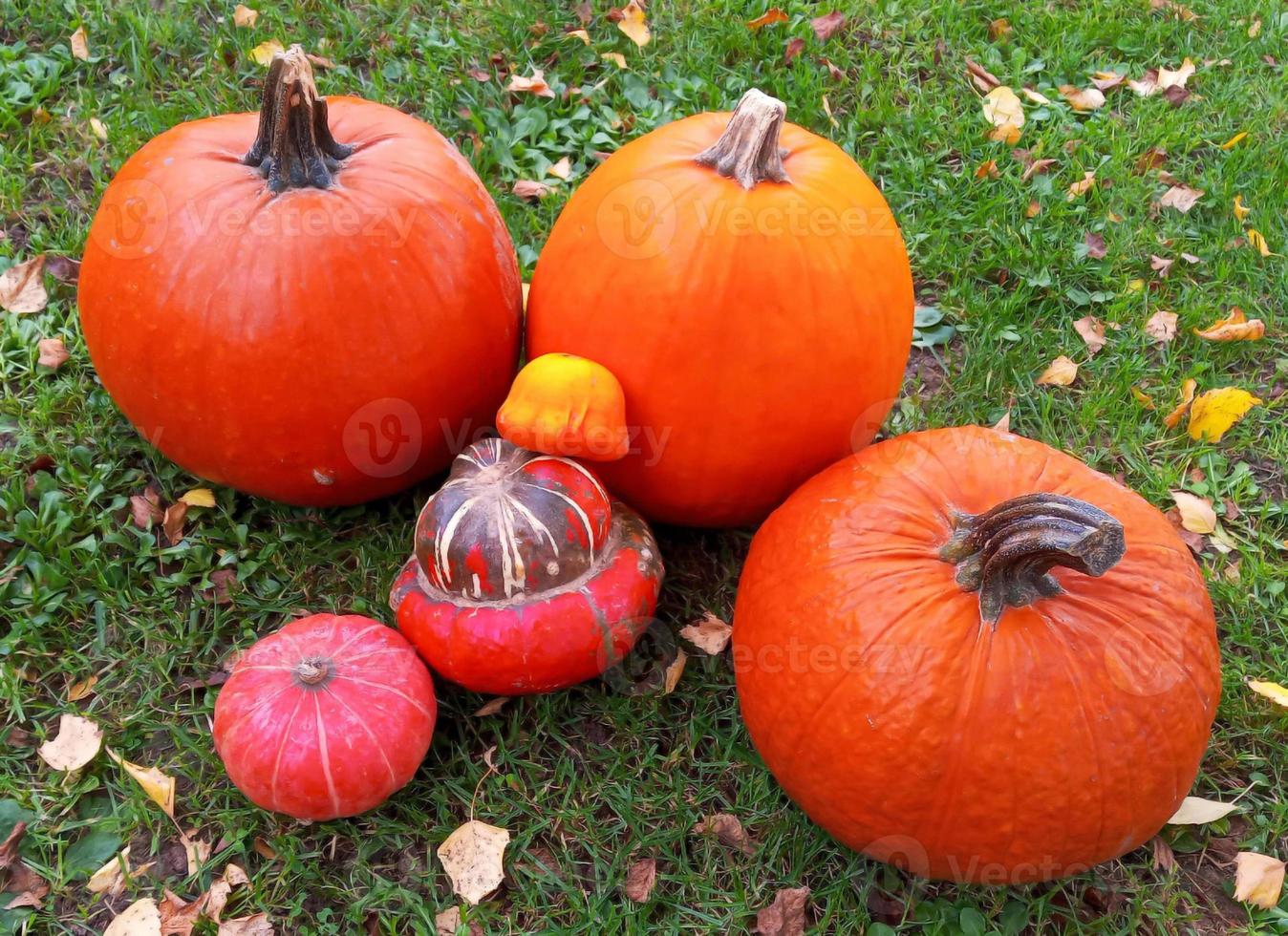 calabazas naranjas de otoño en la paja foto