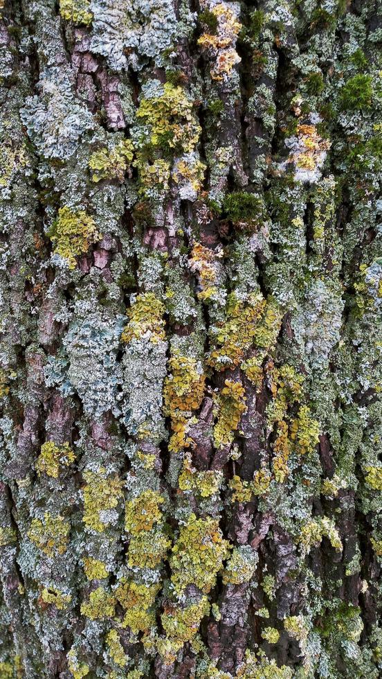 estructura de corteza de árbol foto